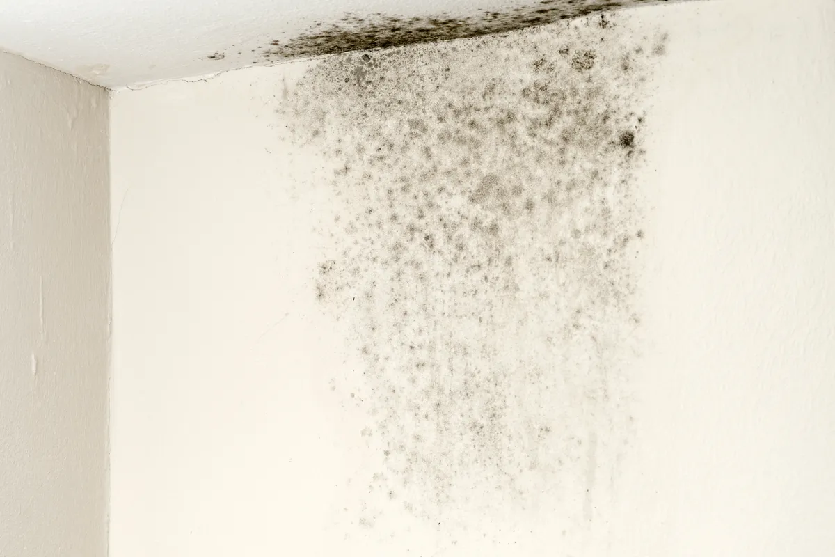 Damp and staining on an internal wall caused by water ingress