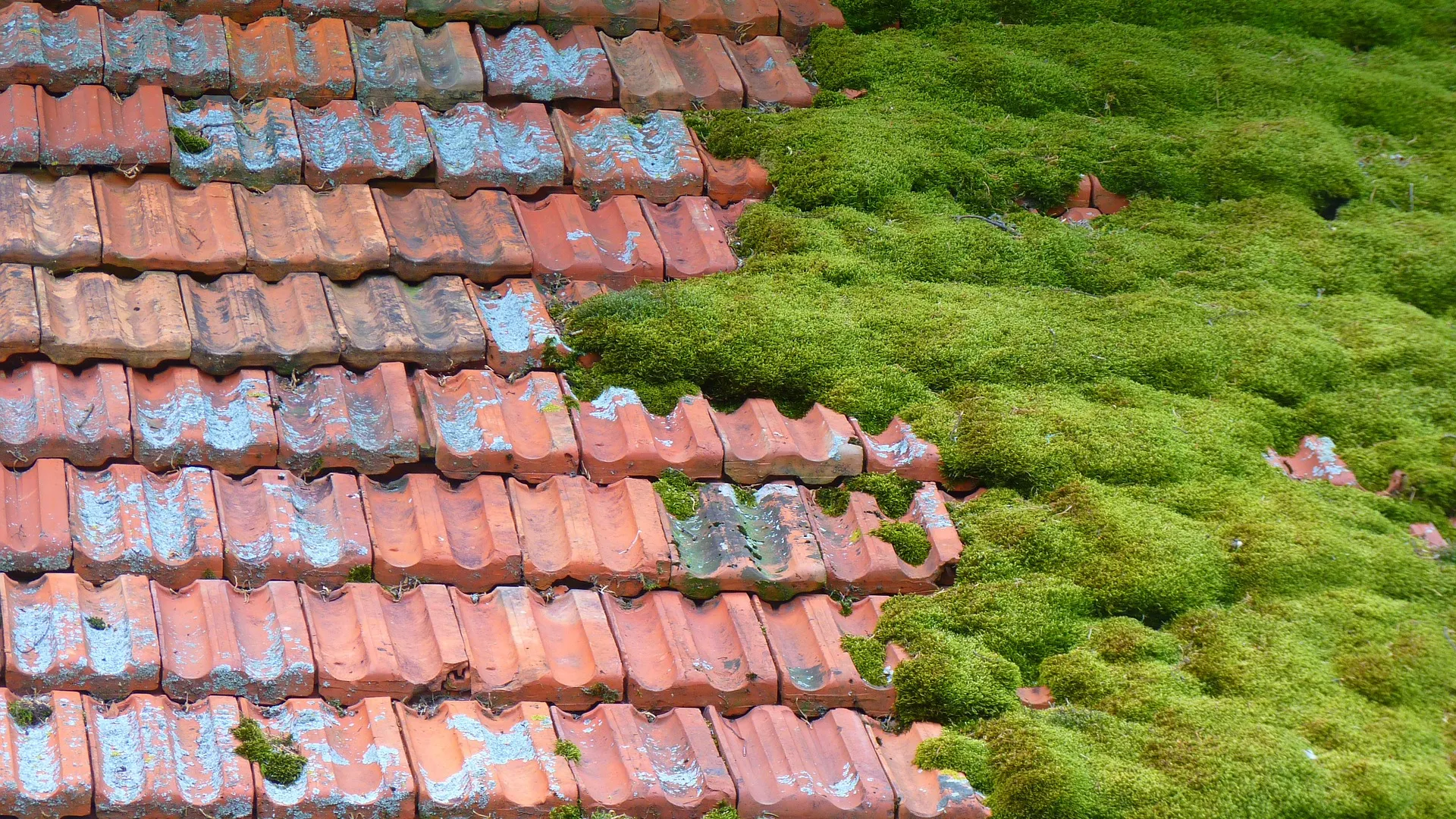 Moss Removal across Kent by Assured Roofing Kent