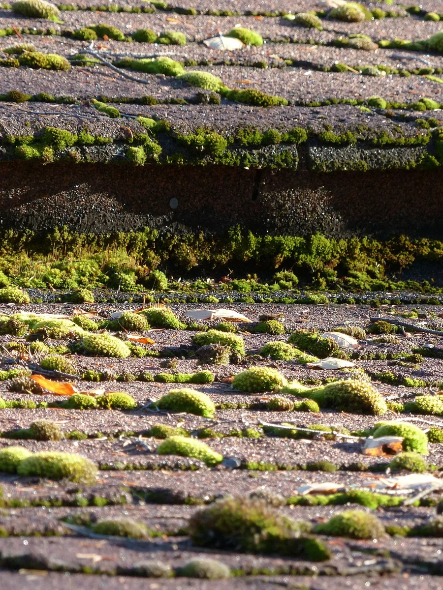 Moss Removal by Assured Roofing Kent