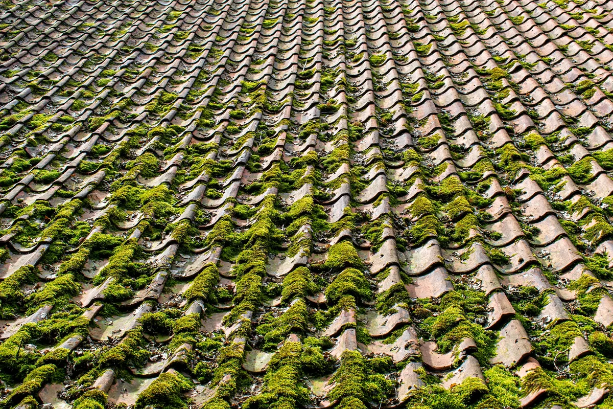 A moss-covered tiled roof in Kent before cleaning